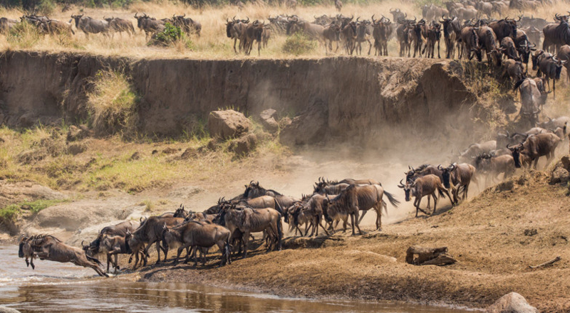 10 Days wildebeest Migration Safari Tarangire, Ndutu, Serengeti, Ngorongoro Crater and Lake Manyara