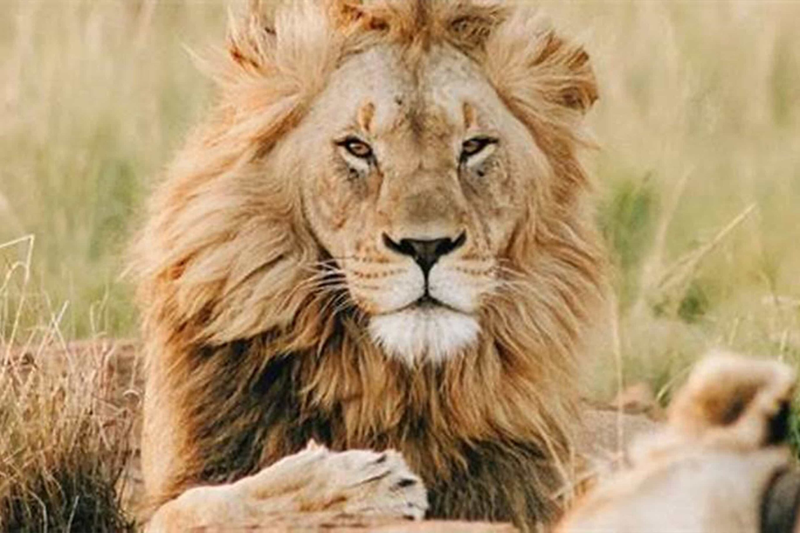 1 Day Tanzania safari to Mikumi from Dar es Salaam (Using SGR Train)