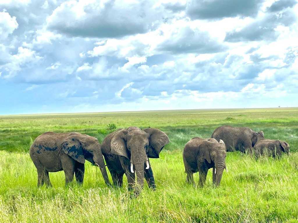 2 Day Tanzania Lodge Safari to Tarangire and Ngorongoro