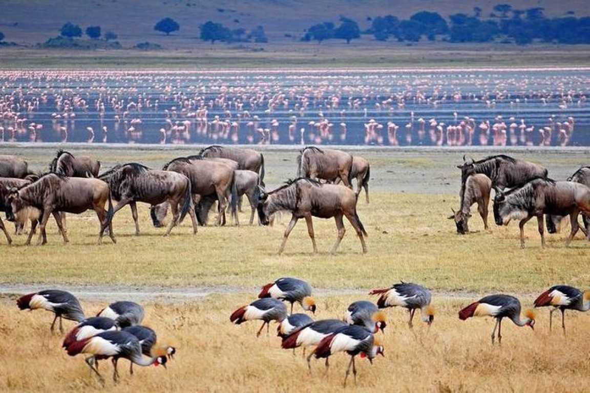 3 Day Tanzania Camping Safari to Tarangire, Ngorongoro and Manyara