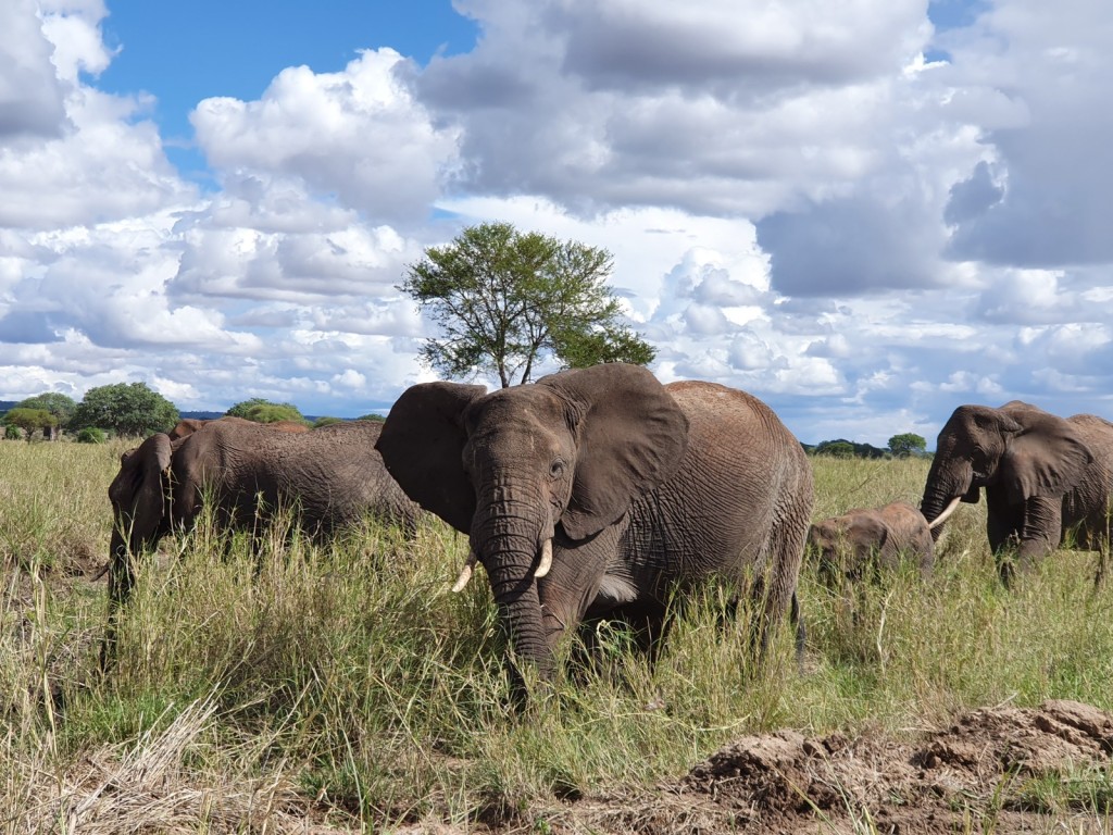 3 Days Tanzania Lodge Safari to Tarangire, Ngorongoro and Manyara