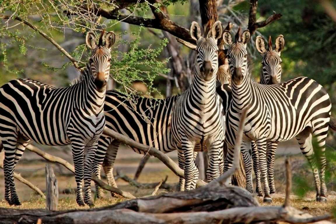 5 Day Tanzania camping Safari Tarangire, Serengeti ,Lake Manyara National Park and Ngorongoro Crater