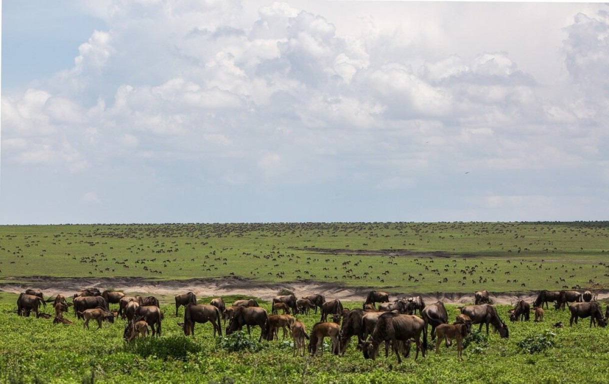 5 Days Tanzania Safari Serengeti Wildebeest Migration