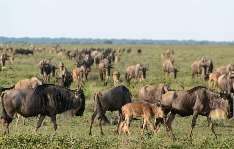 5 Day Western Corridor Safari  Serengeti, Grumeti  and  Ngorongoro Crater