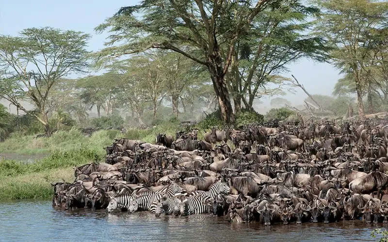 6 Day Western Corridor Safari Tarangire, Serengeti and  Ngorongoro Crater