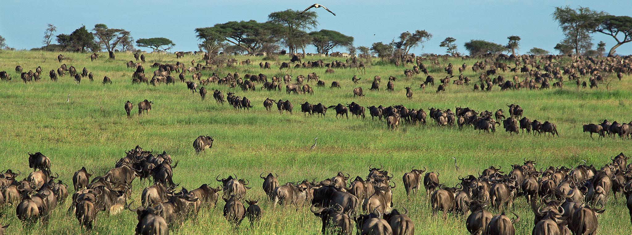 6 Days North Migration Safari Serengeti and Ngorongoro Crater (River Crossing)