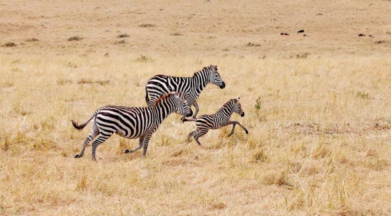 7 Day Tanzania Lodge Safari Tarangire, Serengeti, Lake Manyara National Park and Ngorongoro Crater