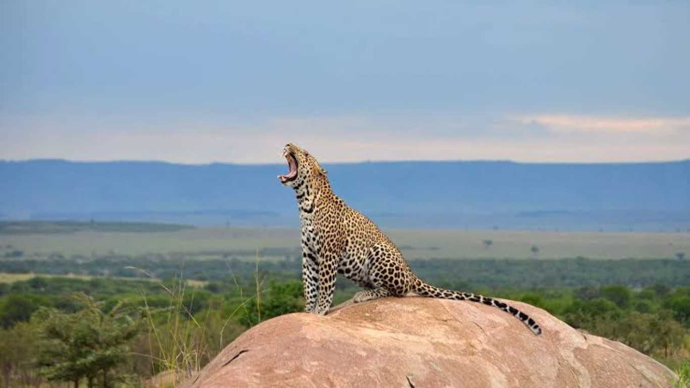 7 Day Tanzania camping Safari, Tarangire, Lake Manyara, Serengeti National Park and Ngorongoro Crater
