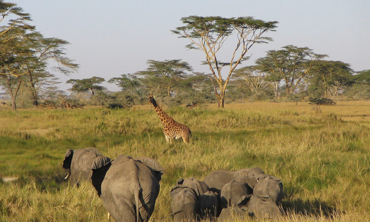 7 Days Western Corridor Safari Tarangire, Serengeti and Ngorongoro Crater