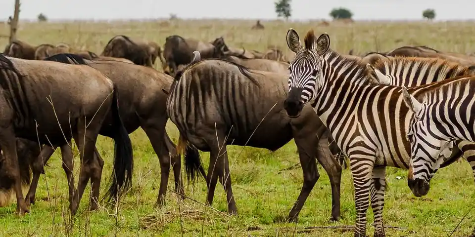 7 Days Wildebeest Migration Safari Tarangire, Ndutu, Serengeti & Ngorongoro Crater