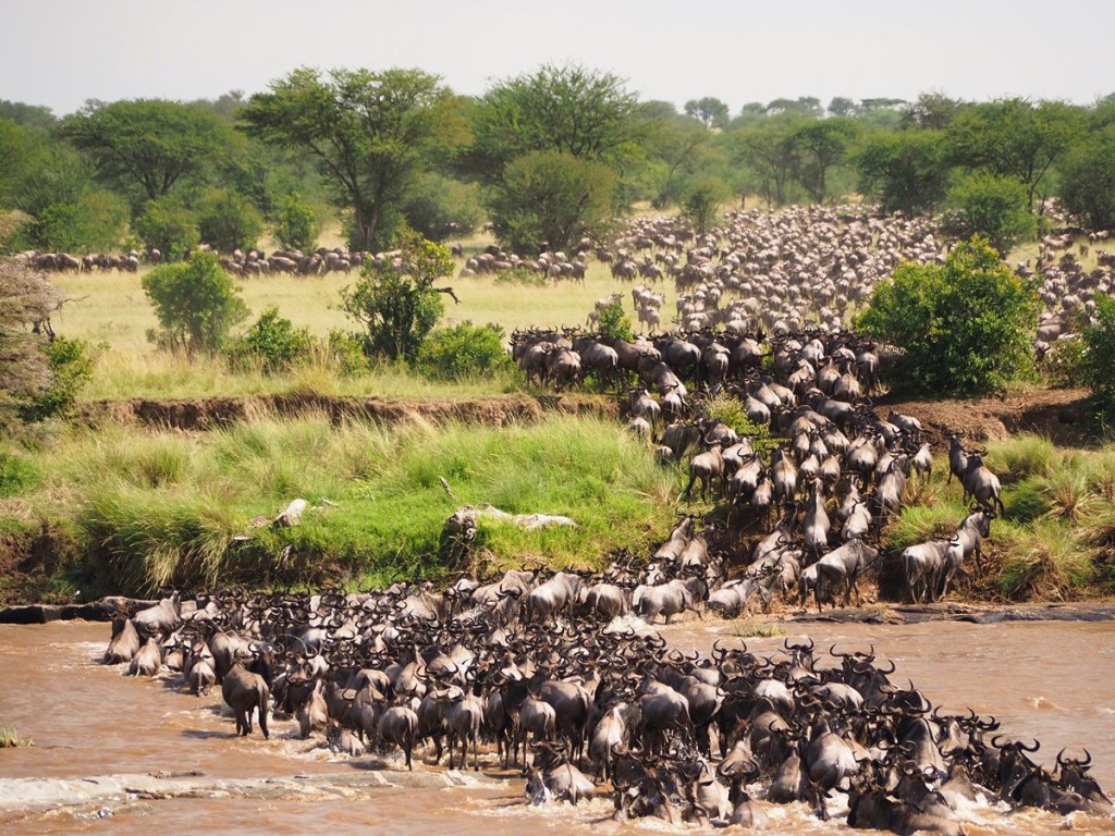 8 Days Serengeti Wildebeest Migration Mara River Crossing