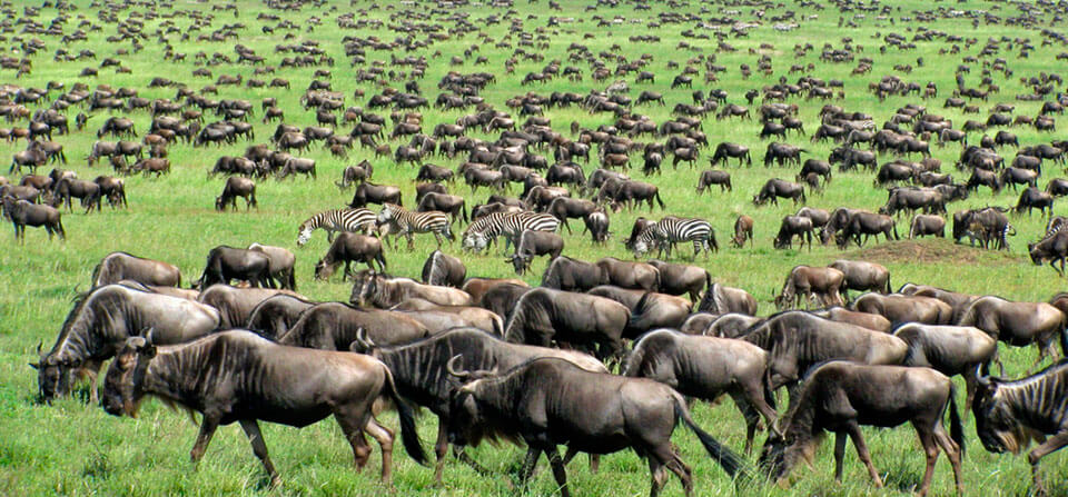 8 Days Wildebeest Migration Safari Tarangire, Ndutu, Serengeti & Ngorongoro Crater