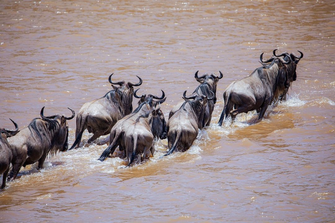 Affordable Tanzania Safari: How to Experience the Best Wildlife Adventures Without Breaking the Bank