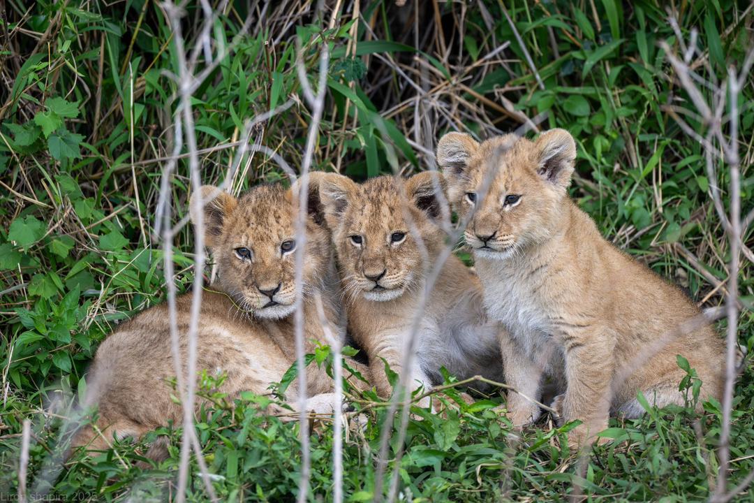 Serengeti Animals: Wildlife You Can See in Serengeti National Park