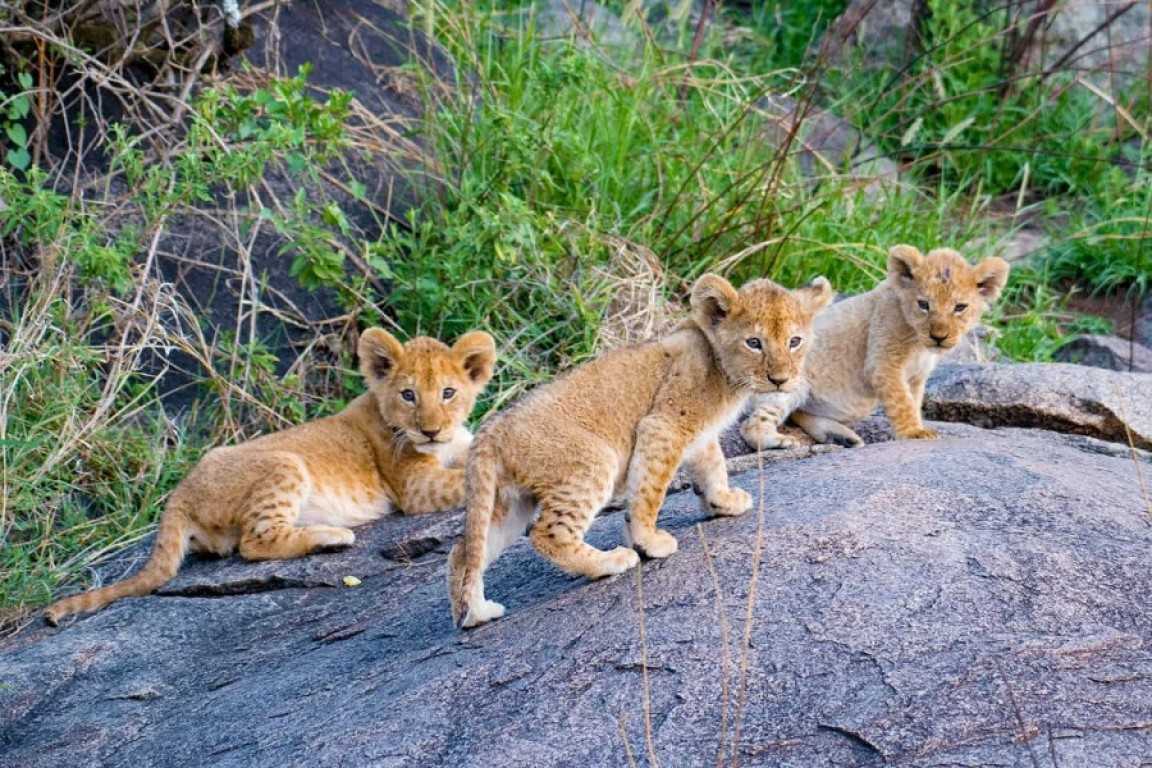Best Time to See Wildlife in Tanzania: Month-by-Month Safari Guide