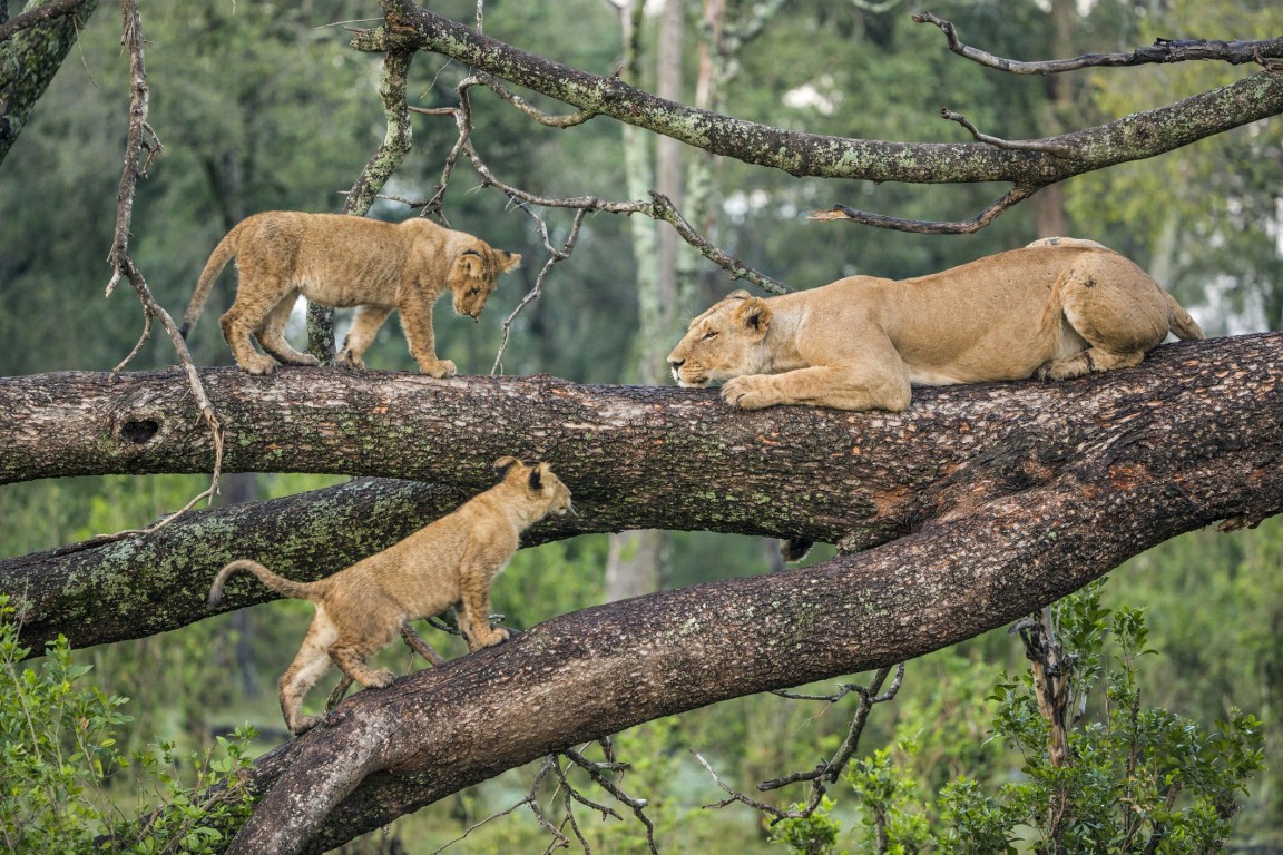 Big 5 Tanzania  Safari