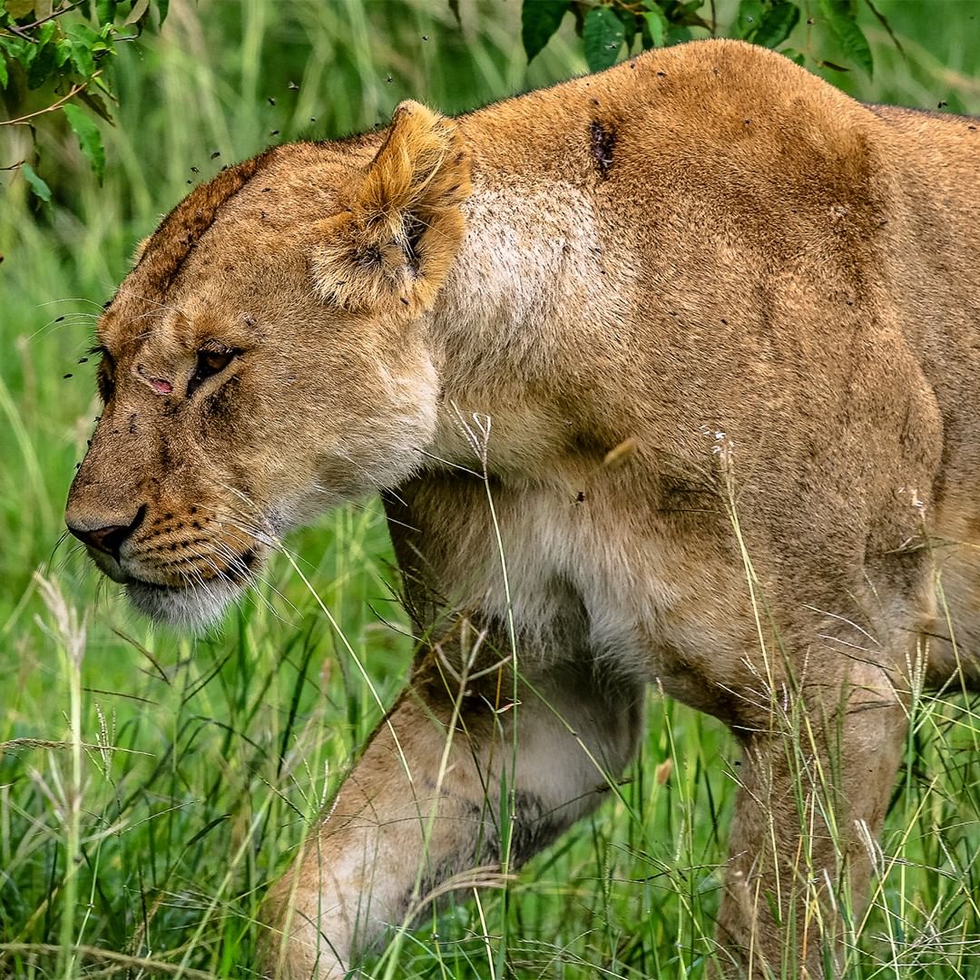 Explore Ngorongoro Crater Tours: A Journey Through Tanzania's Iconic Crater