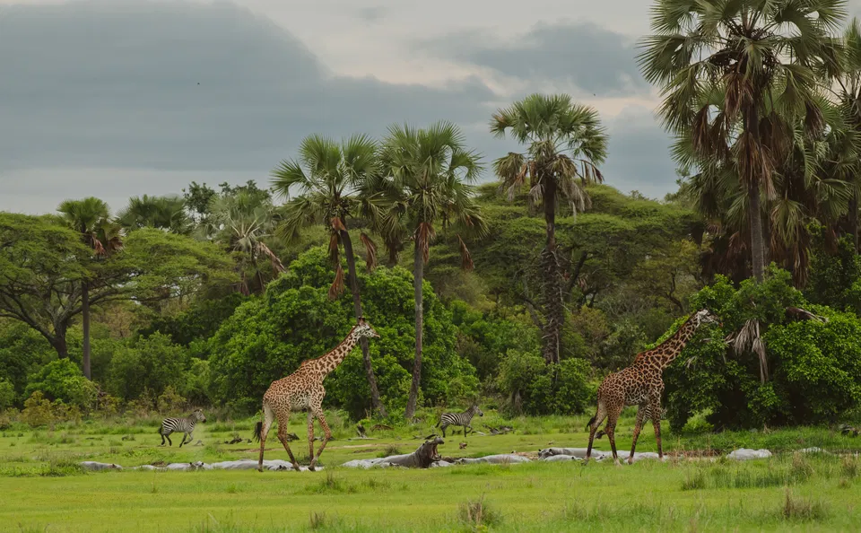 Katavi National Park Safari: Africa&rsquo;s Most Remote Big Game Experience