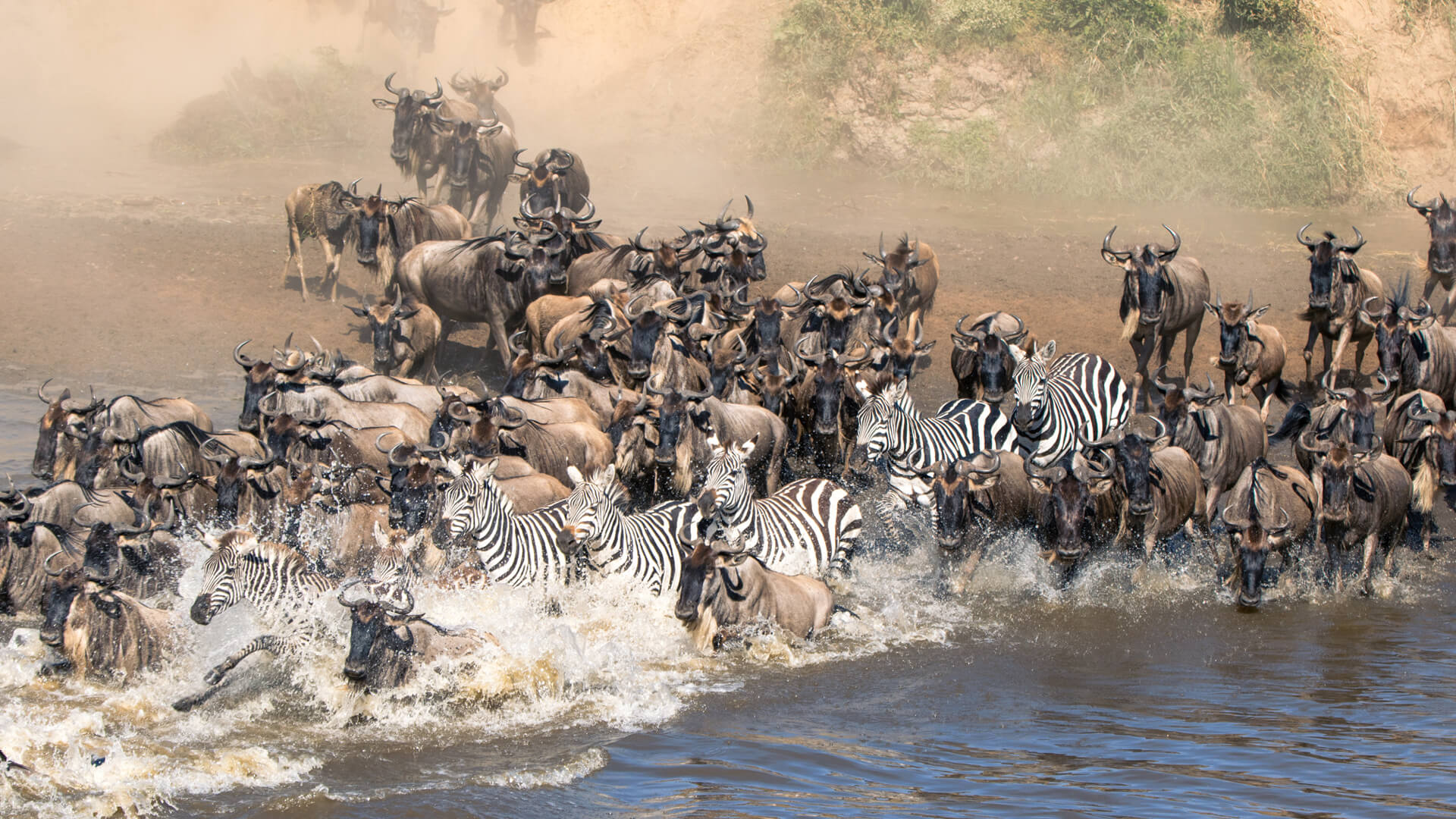 Mara River Crossing Migration