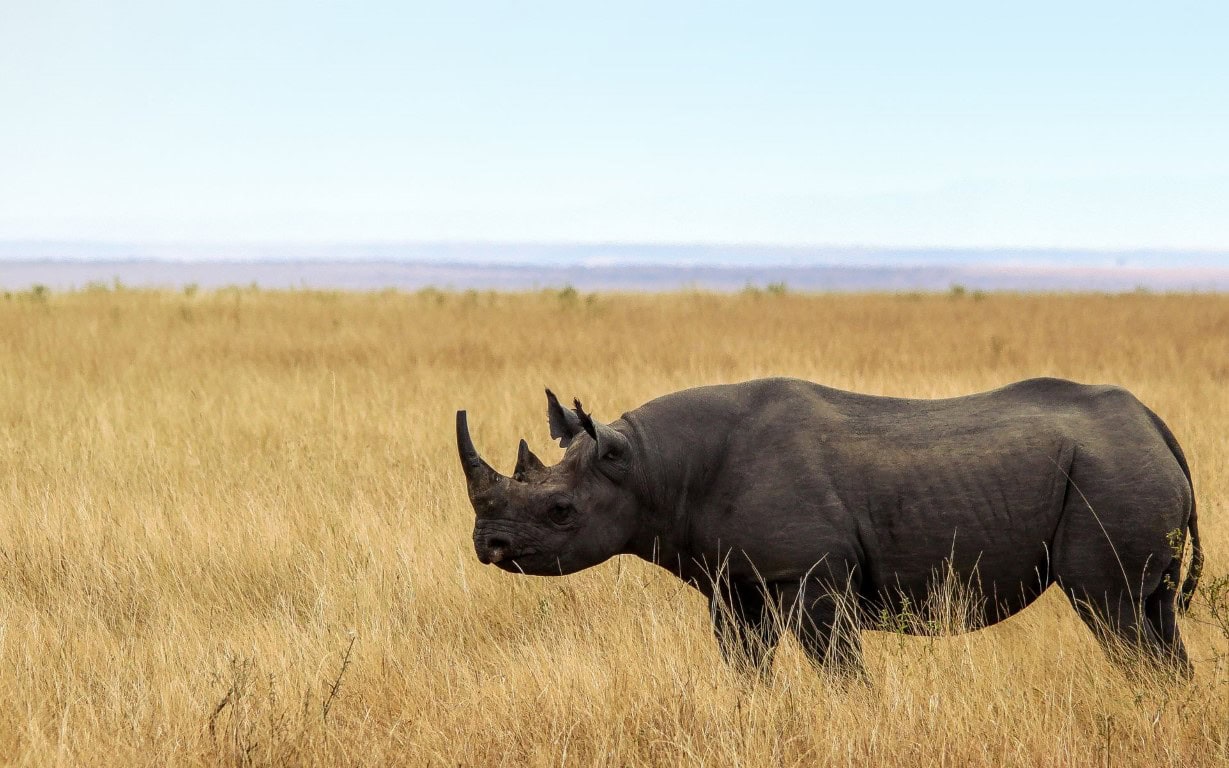 Tanzania Big Five Safaris