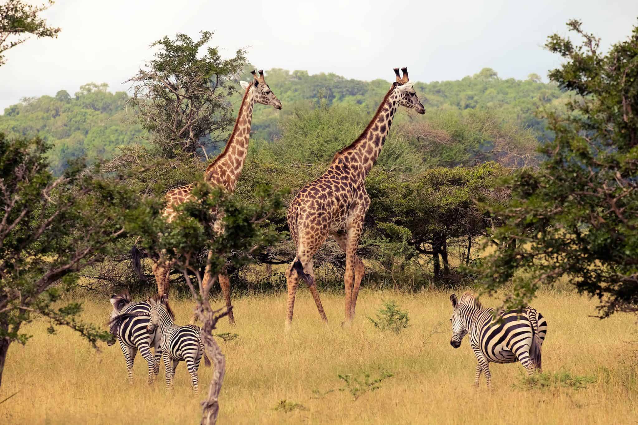 Tanzania Safari from Dar es Salaam