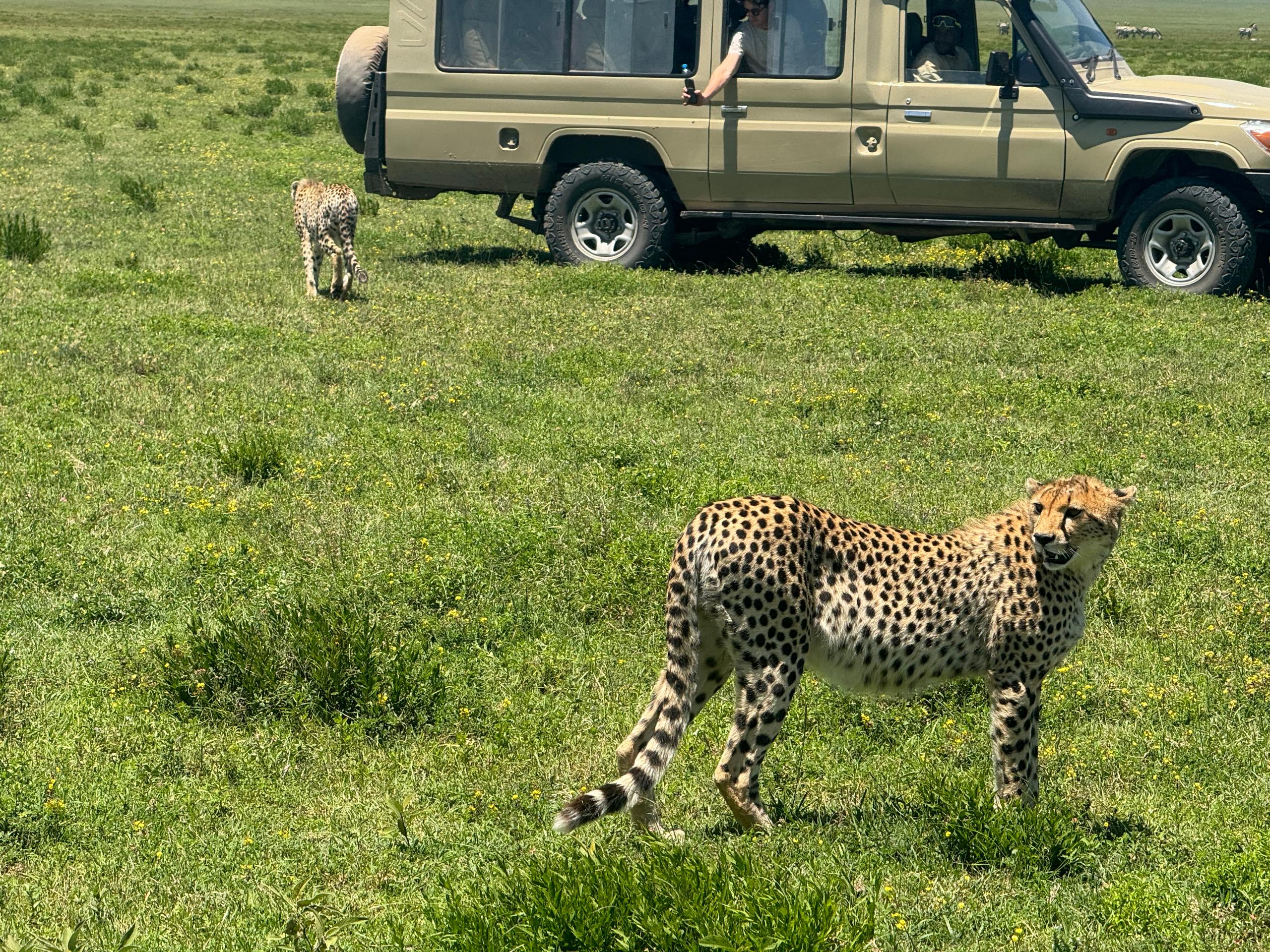 Tanzania Safari Packages