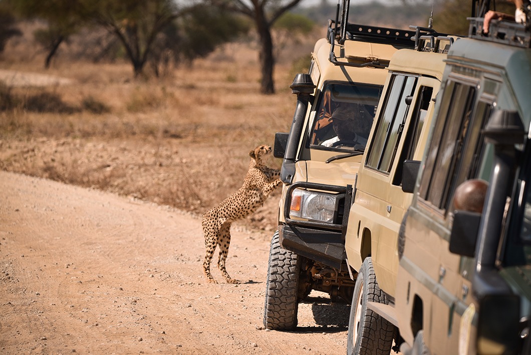 Tanzania Safari Guide: Best Parks, Time to Visit, Costs & Tips