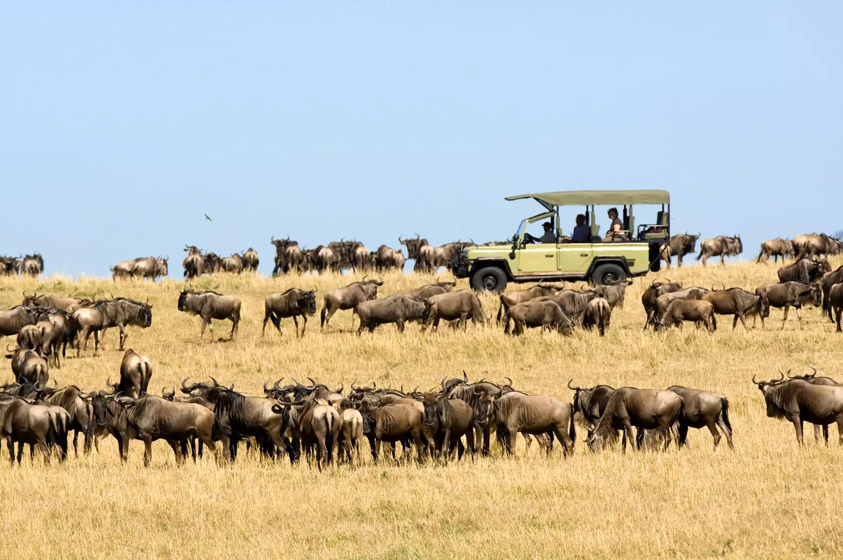 Tanzania Safari from Zanzibar: Best Itineraries, Parks & Flights