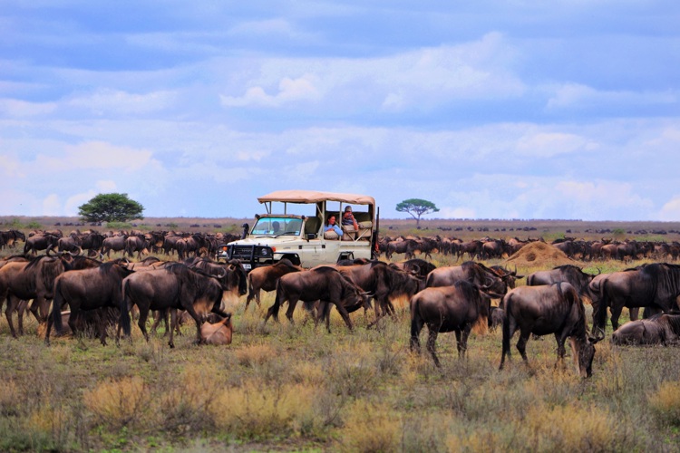 Tanzania vs Kenya Safari: Which Is Better for Your African Safari?