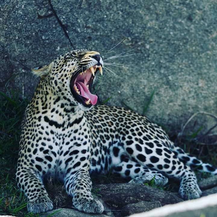 The Best Tanzania Safari Company: Your Ultimate Guide to Unforgettable Wildlife Adventure