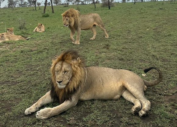 Where to See Lions in Tanzania: Best Parks for Lion Sightings