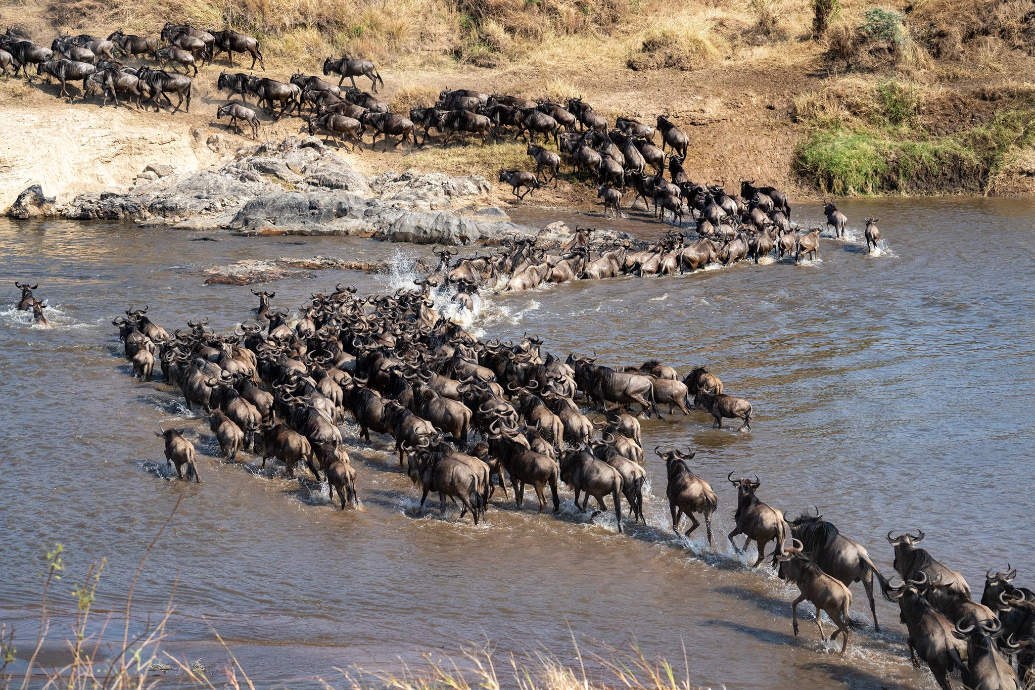 Wildebeest Migration Safari Packages &ndash; Your Ultimate Guide with SafariBando