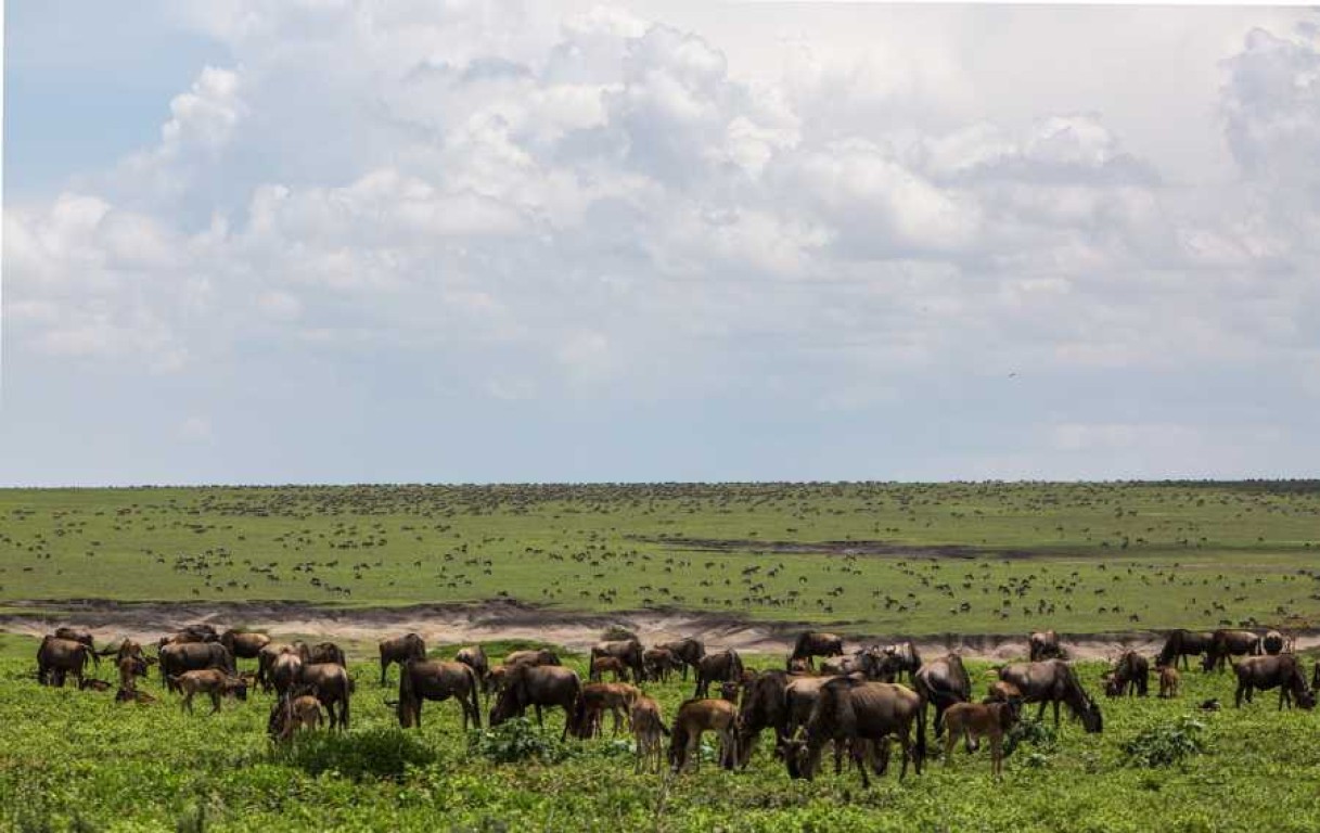 Best time to visit Tanzania for a Safari