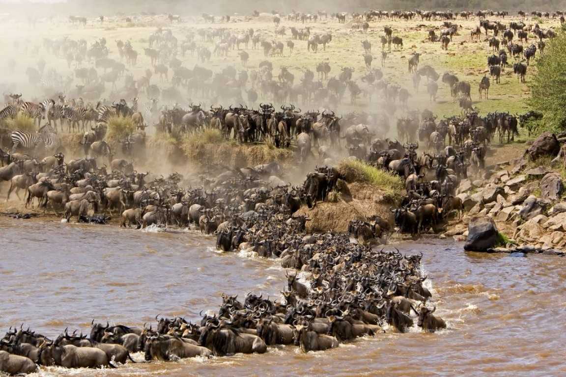 The Best Time to Witness the Great Migration in Tanzania