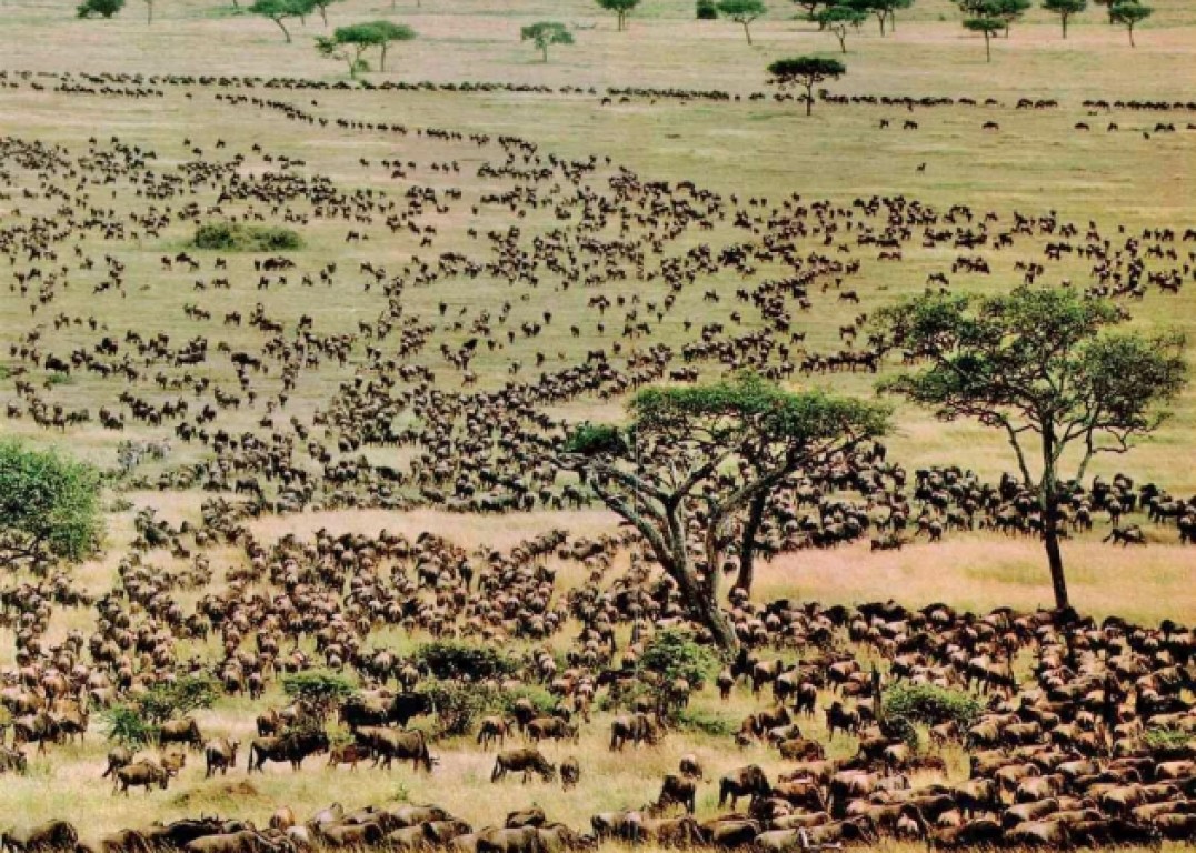 The great migration in Serengeti National Park