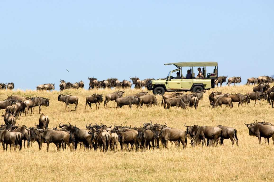 When and Where to Witness Serengeti's Wildebeest Migration