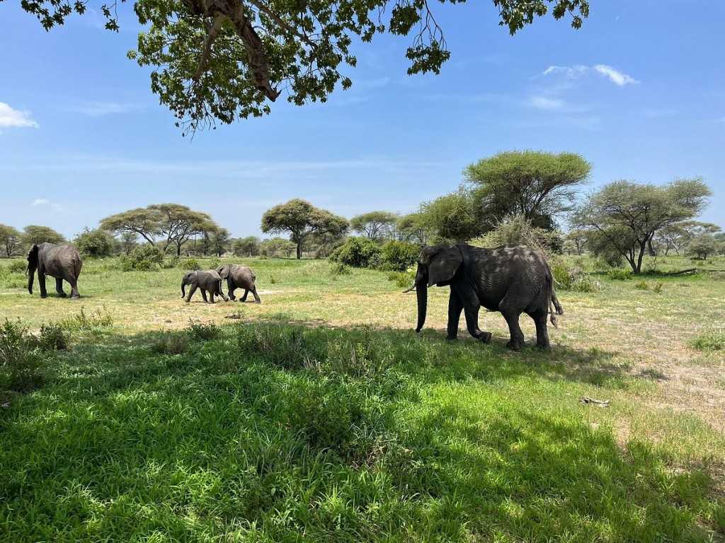 Best Time to Go on a Tanzania Safari: A Guide for Wildlife Enthusiasts