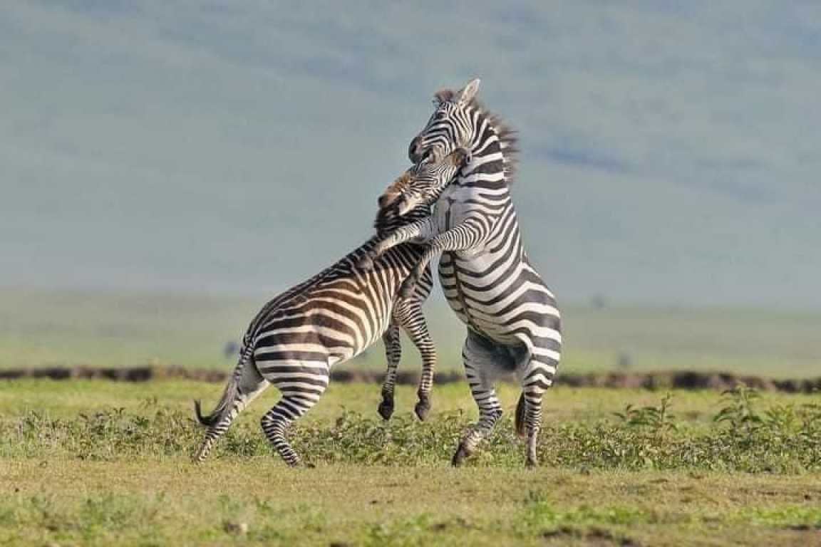 Exploring the Natural Wonder of Ngorongoro Crater in Tanzania