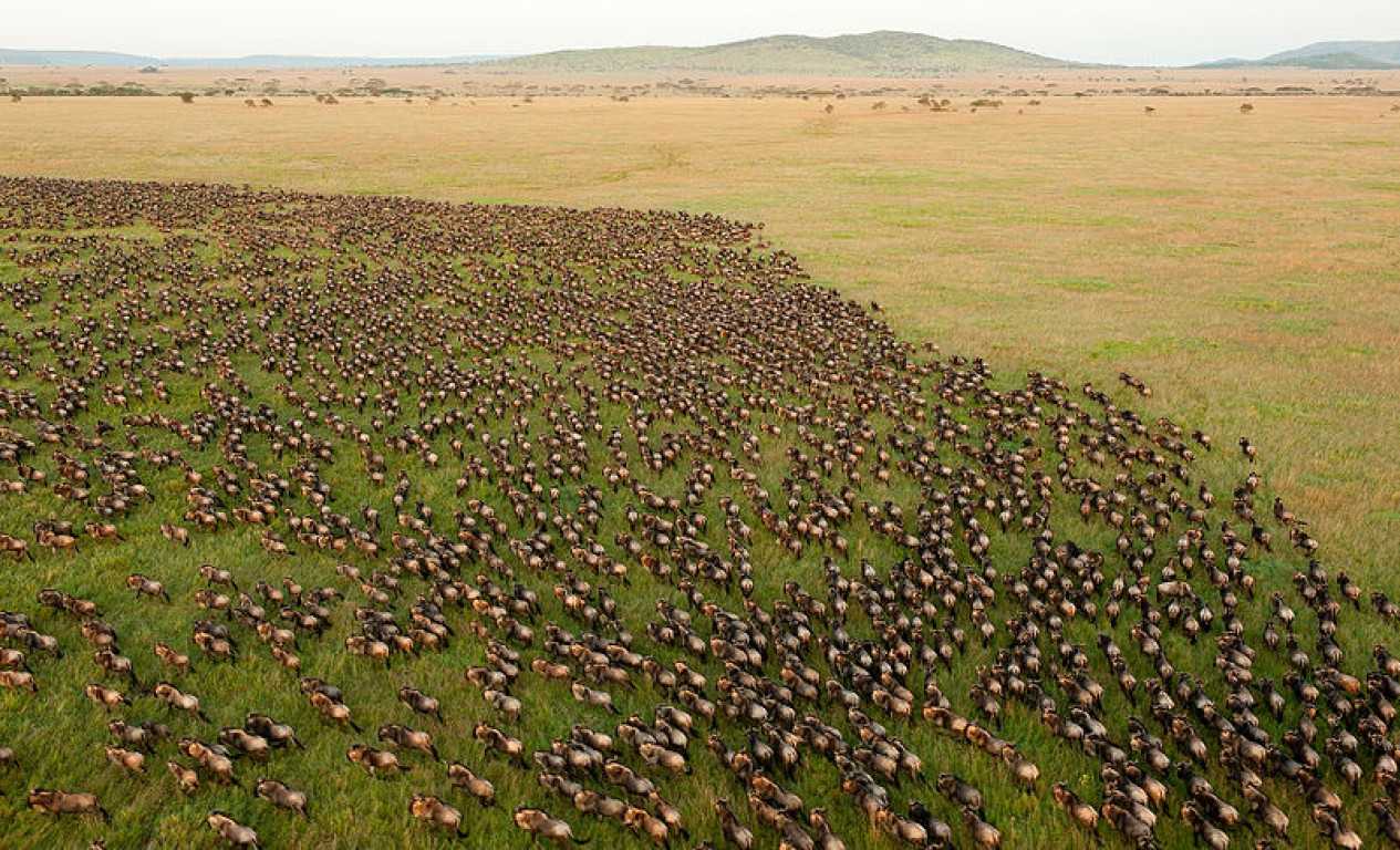 Serengeti Migration