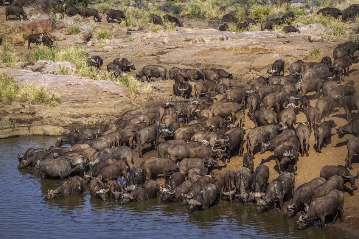 The best time to visit Kenya and Tanzania on safari