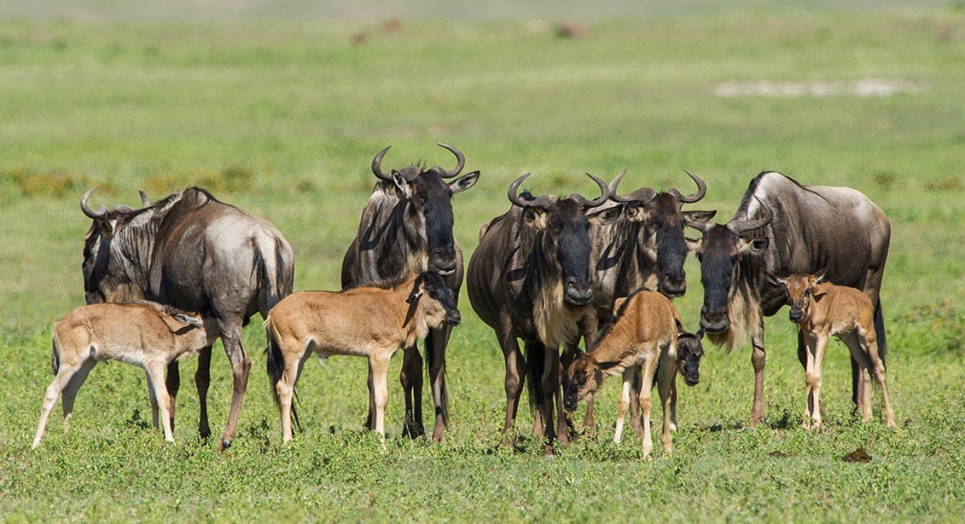 The calving season in Tanzania's Serengeti