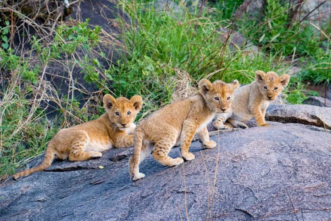 Why January to February is the Best Time to See Baby Animals On Tanzania Safari