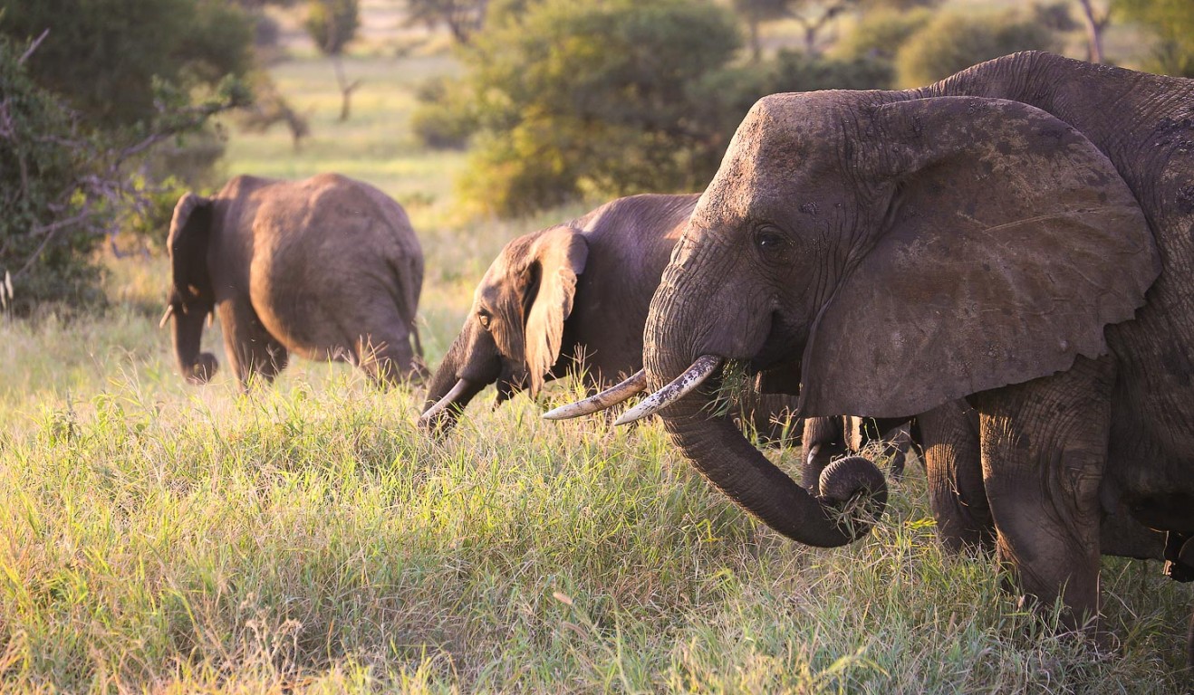 Unleashing the Wonders of Tanzania: A Safari Adventure Like No Other