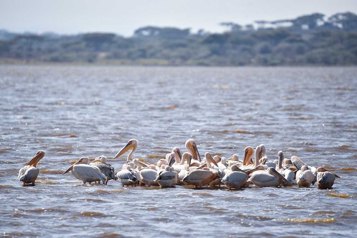 Wonders of the Wild: Tanzania Safari Adventure