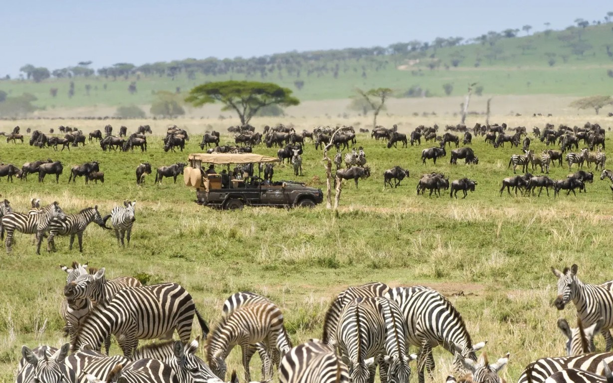 Spectacular Serengeti Migration: A Wildlife Marvel Unveiled
