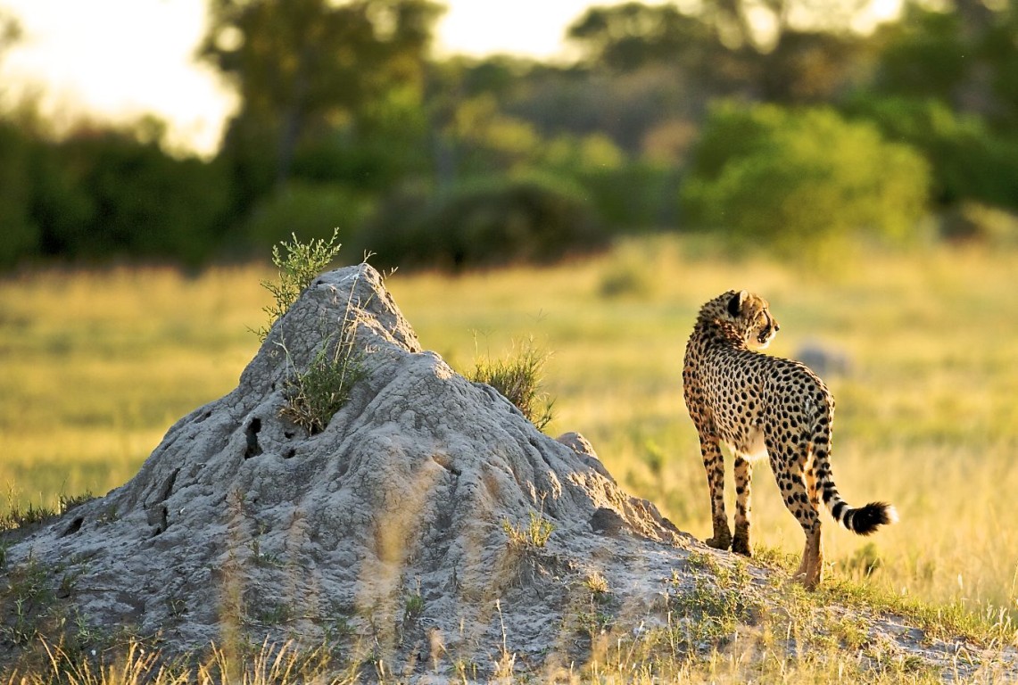 Tanzania Safari Guide | Everything You Need to Know