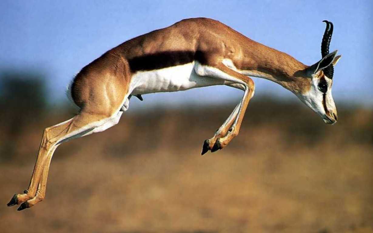 Mkomazi National Park