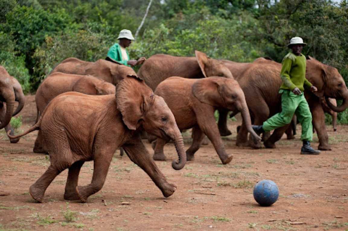 David Sheldrick Wildlife Trust Elephant Nursery