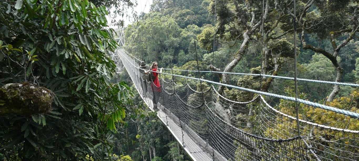 Nyungwe Forest National Park