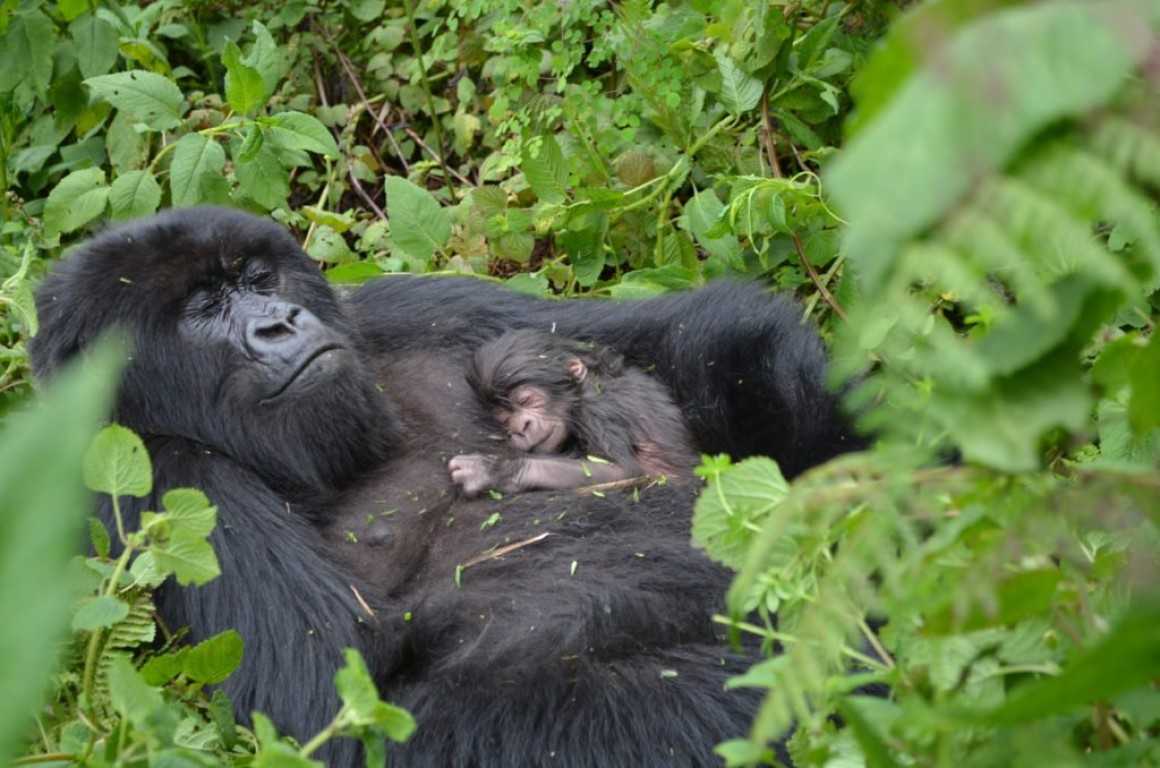 Bwindi Impenetrable Forests National Park